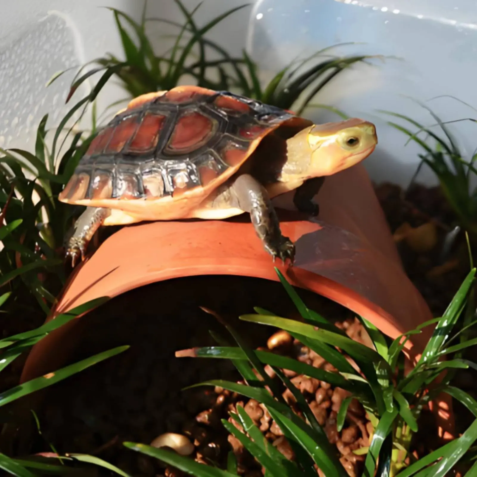 Escondite para tortugas y anfibios con cueva para tomar el sol