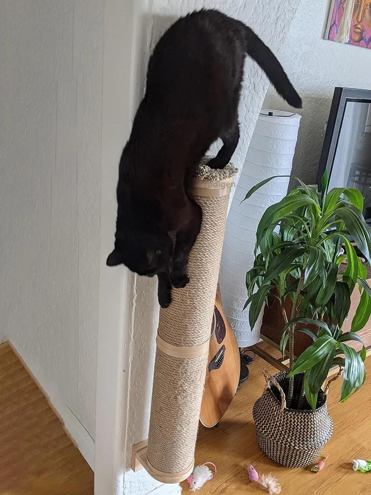 Gato usando el poste rascador en posición elevada