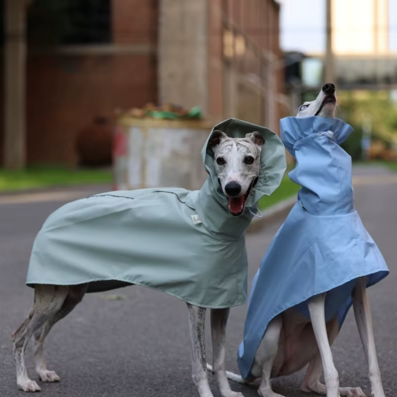 Impermeable ligero ajustable para galgo italiano y whippet - imagen 2