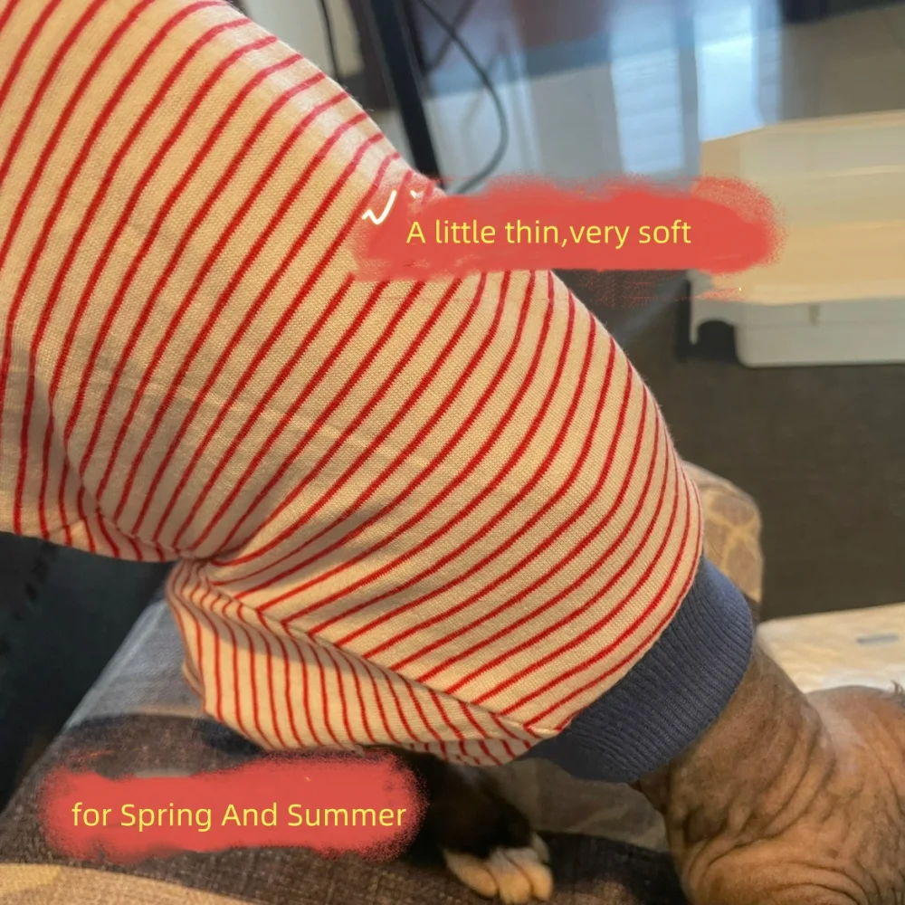 Gato usando la camiseta en interior