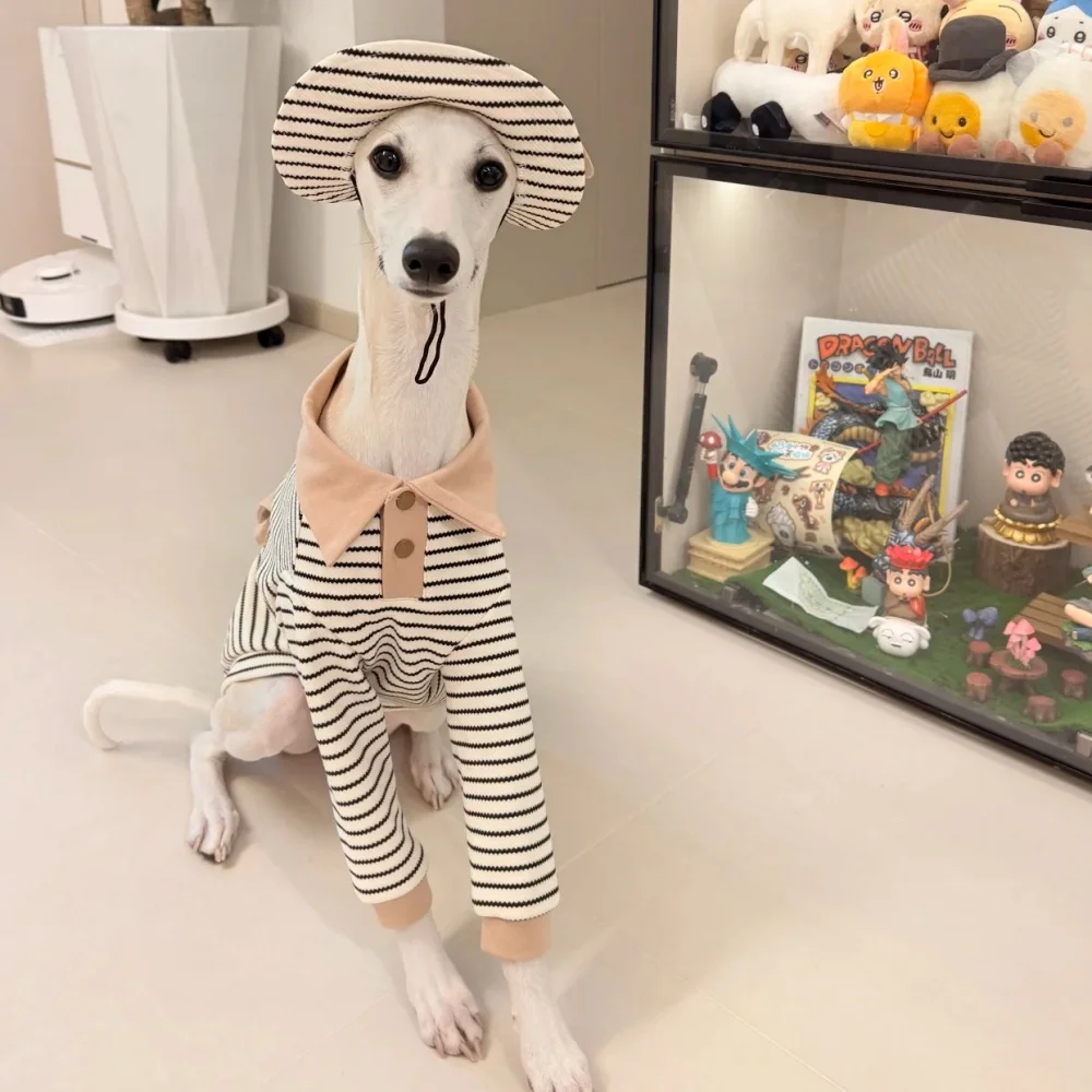 Perro wearing the polo shirt