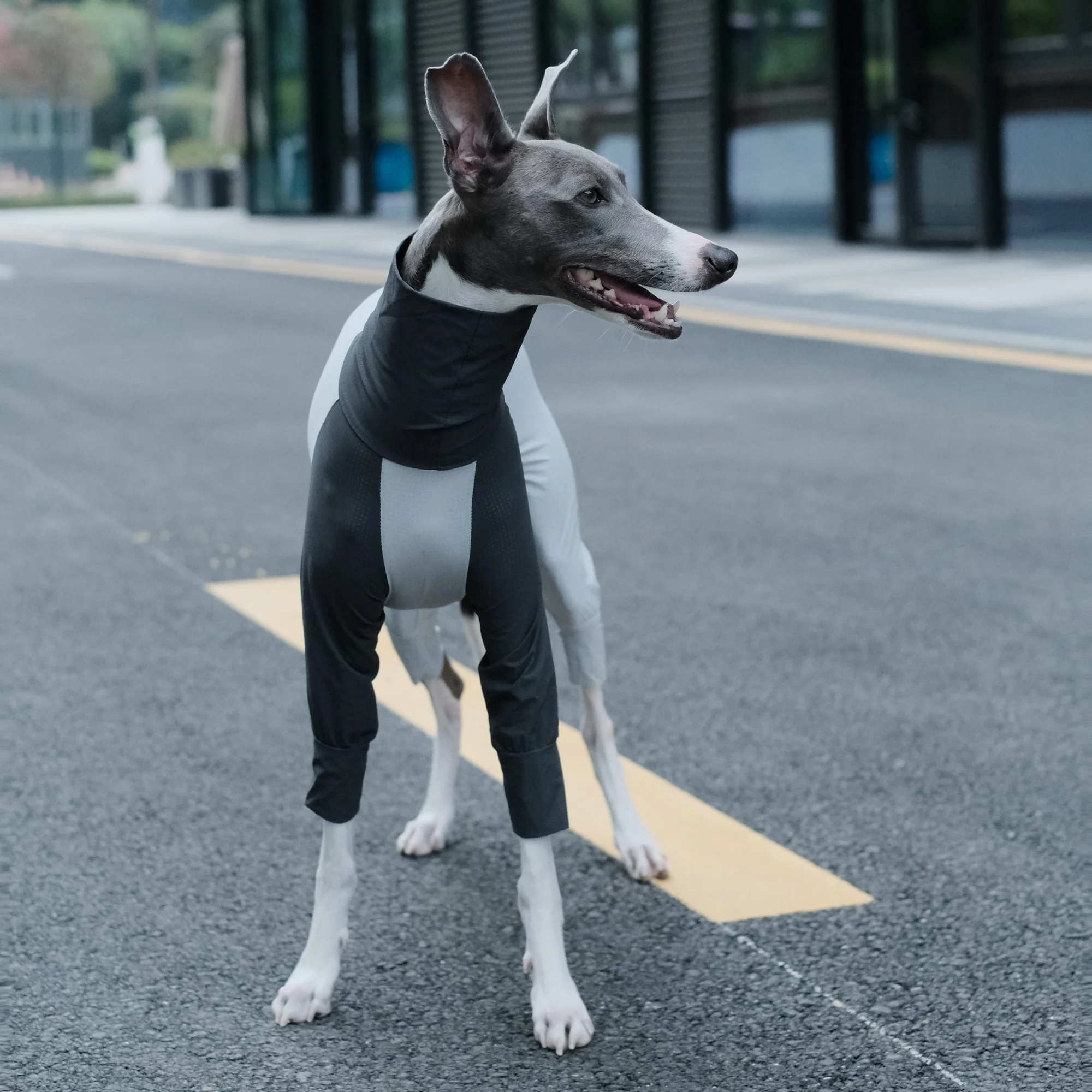 Galgo italiano disfrutando de una caminata primaveral