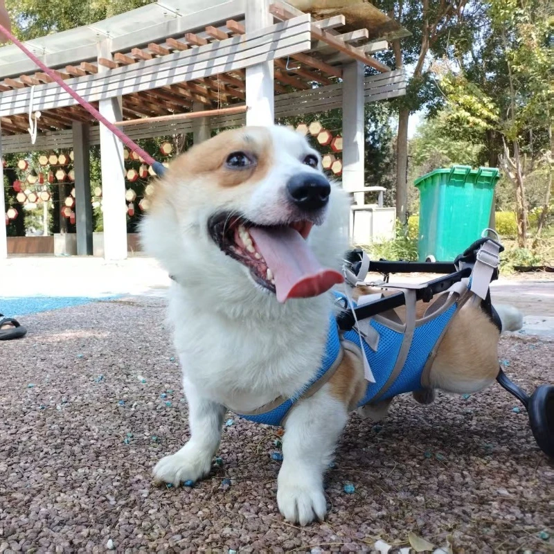 Silla de ruedas para perros con discapacidad: carrito rehabilitación - imagen 5