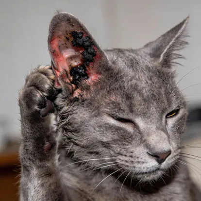 Gato rascándose la oreja mostrando síntomas de ácaros.