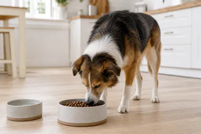 Perro adulto comiendo pienso natural en un cuenco limpio dentro de casa