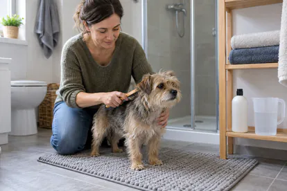 Cuidadora cepillando a un perro antes del baño con toallas y una jarra preparadas