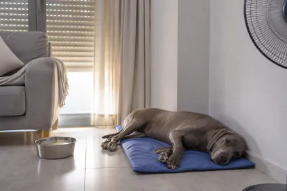 Perro tumbado en una colchoneta refrescante dentro de una habitación ventilada