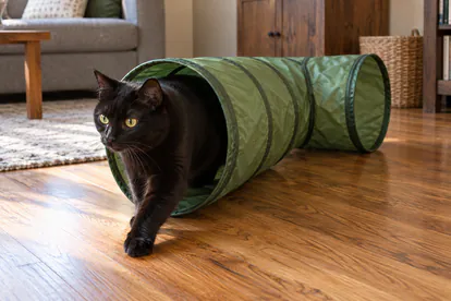 Gato negro saliendo de un túnel verde de tela con una ruta despejada en el salón