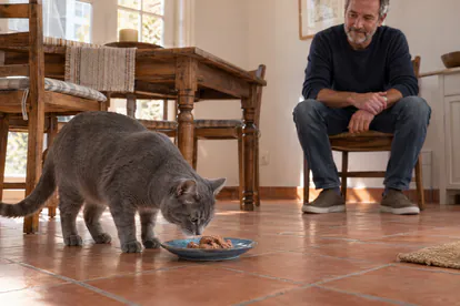 Gato gris olfateando una porción de alimento húmedo mientras su cuidador observa a distancia