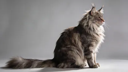 Gato Maine Coon adulto de pelo largo mostrando su imponente tamaño y pelaje.