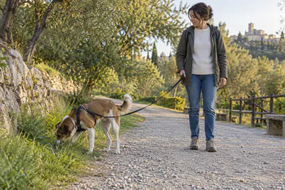 Perro con arnés olfateando la hierba durante un paseo tranquilo con la correa floja