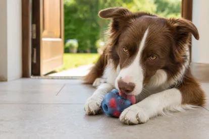 Perro refrescándose con un juguete rellenable congelado de fruta apta.