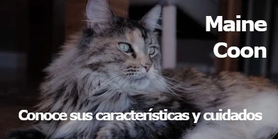 Ver los las características del cuidado del gato Maine Coon, cuida mejor a tu gato conociendo sus necesidades