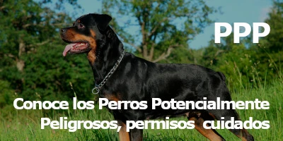 Conoce que son los perros conocidos como PPP (Perros Potencialmente Peligrosos), qué permisos se necesitan y sus cuidados